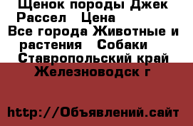 Щенок породы Джек Рассел › Цена ­ 45 000 - Все города Животные и растения » Собаки   . Ставропольский край,Железноводск г.